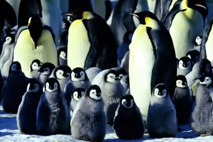 20 интересни факти за пингвини - Справедливи Masters - ръчна изработка, ръчно изработени
