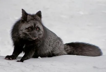 10 Animal-melanistic - știri în imagini