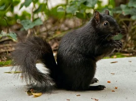 10 Animal-melanistic - новини в снимки