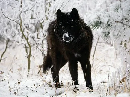 10 Animal-melanistic - новини в снимки