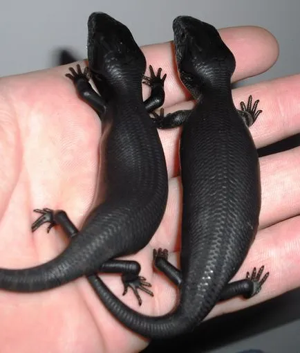 10 Animal-melanistic - știri în imagini