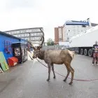 Ce se întâmplă în spatele scenei de circ