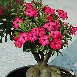 Adenium - подстригване у дома