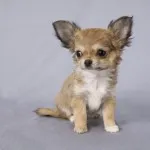 Alergiile in Chihuahuas de film Chihuahua
