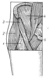 caracteristici anatomice și funcționale ale articulației șoldului