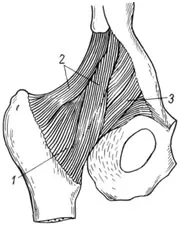 caracteristici anatomice și funcționale ale articulației șoldului