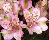 Alstroemeria (perui liliom) fotó, leírás a növény