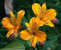 Alstroemeria (перуанска лилия) снимки, описание на растението
