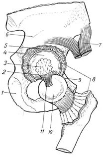 caracteristici anatomice și funcționale ale articulației șoldului