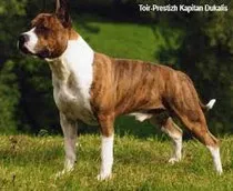 Amerikai Staffordshire Terrier - képzés és a képzés oenie jobb kapcsolat a kutya