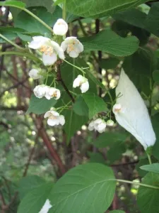 Actinidia - Kiwi a középső sáv