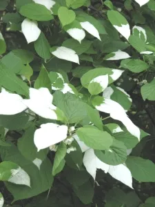 Actinidia - Kiwi a középső sáv