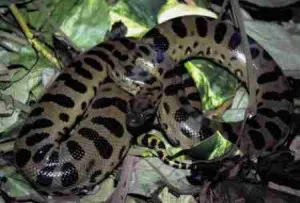 Anaconda - óriás a kígyók