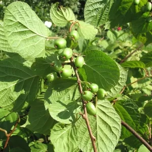 Actinidia - Kiwi a középső sáv