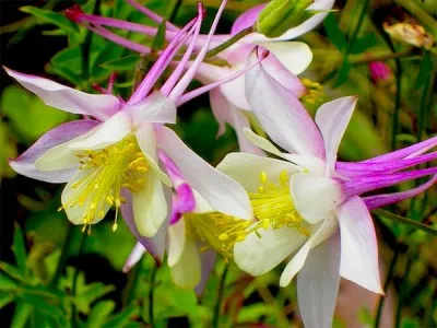 Aquilegia - atât de fermecător și modest