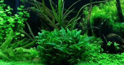 Aquarium plante Cryptocoryne - condițiile de detenție și îngrijire