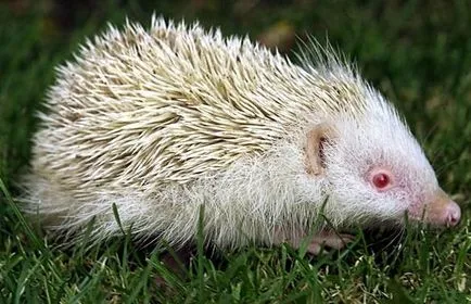 Albino și melanistic, umkra