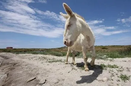 fauna sălbatică Albino și melanistic