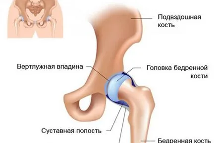 Anatomia și structura articulației șoldului umane