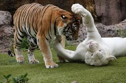 fauna sălbatică Albino și melanistic