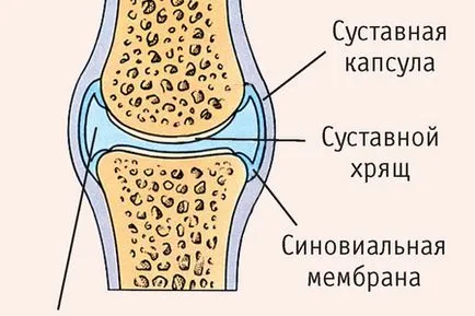 Анатомия и структура на човешкия тазобедрената става