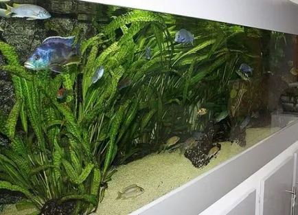 Aquarium plante Cryptocoryne - condițiile de detenție și îngrijire