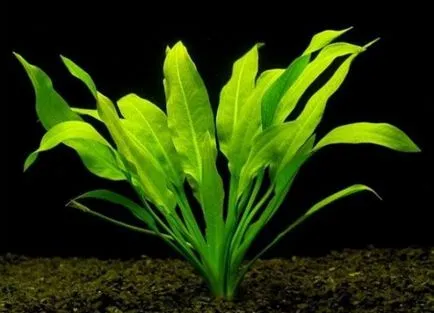 Aquarium plante Cryptocoryne - condițiile de detenție și îngrijire