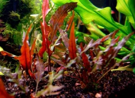 Aquarium plante Cryptocoryne - condițiile de detenție și îngrijire