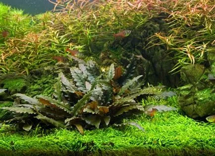 Aquarium plante Cryptocoryne - condițiile de detenție și îngrijire