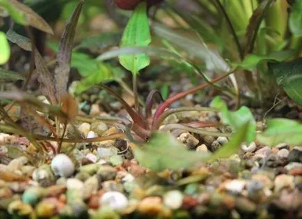 Aquarium plante Cryptocoryne - condițiile de detenție și îngrijire