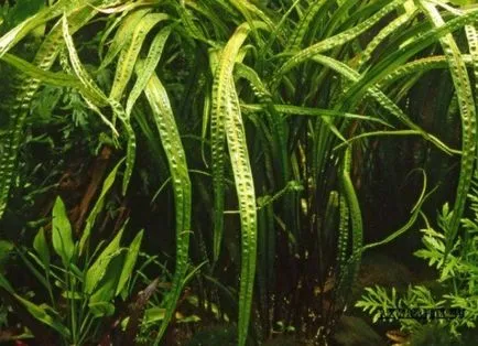 Aquarium plante Cryptocoryne - condițiile de detenție și îngrijire