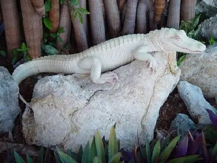 fauna sălbatică Albino și melanistic