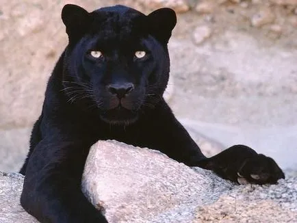 Albino и melanistic, umkra