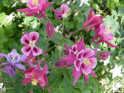 Aquilegia - - szerény szépség