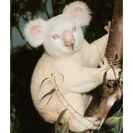 Albino и melanistic, umkra