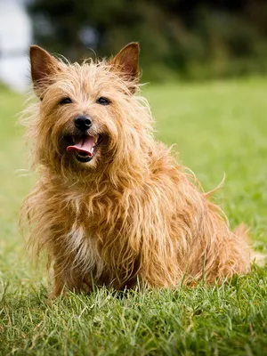 Австралийският териер порода куче снимка, стандартен, природата и историята на породата