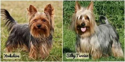 Ausztrál Silky (pergő) terrier standard eltérés és a történelem