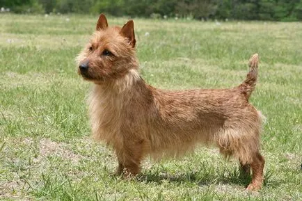 Ausztrál terrier kutya fajta fotó, szabványos, a természet és a történelem, a fajta