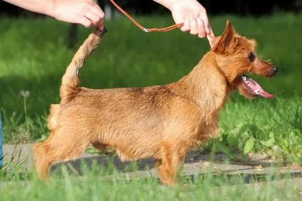 Australian caine rasa Terrier fotografie standard, natura și istoria rasei