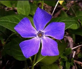 Télizöld - Flower megőrizték mágikus tulajdonságokkal pogány időkben