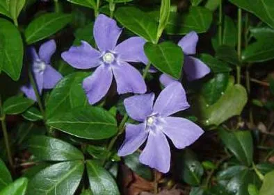 Télizöld - Flower megőrizték mágikus tulajdonságokkal pogány időkben