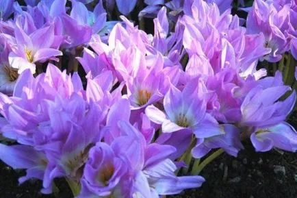 Colchicum - egy érdekes virág virágzó az ősszel, a ház körül