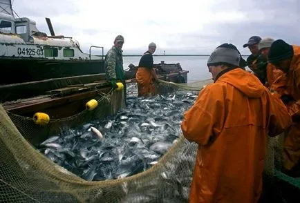 учебни Баренцово море, където, снимки, клипове