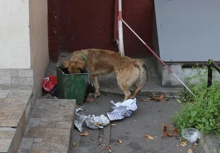 Street kutyák Moszkvában