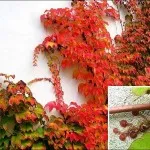 Boston borostyán, Parthenocissus hederacea, Parthenocissus