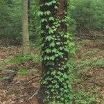 Boston borostyán, Parthenocissus hederacea, Parthenocissus