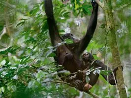 Bonobók választani szerelem, de - nem - háború - National Geographic Magyarország