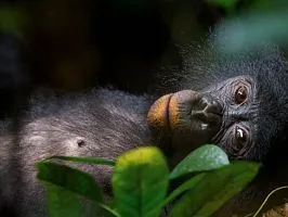 Bonobo alege dragoste, dar - nu - război - național România geografică