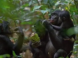 Bonobo alege dragoste, dar - nu - război - național România geografică