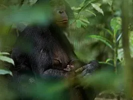 Bonobók választani szerelem, de - nem - háború - National Geographic Magyarország